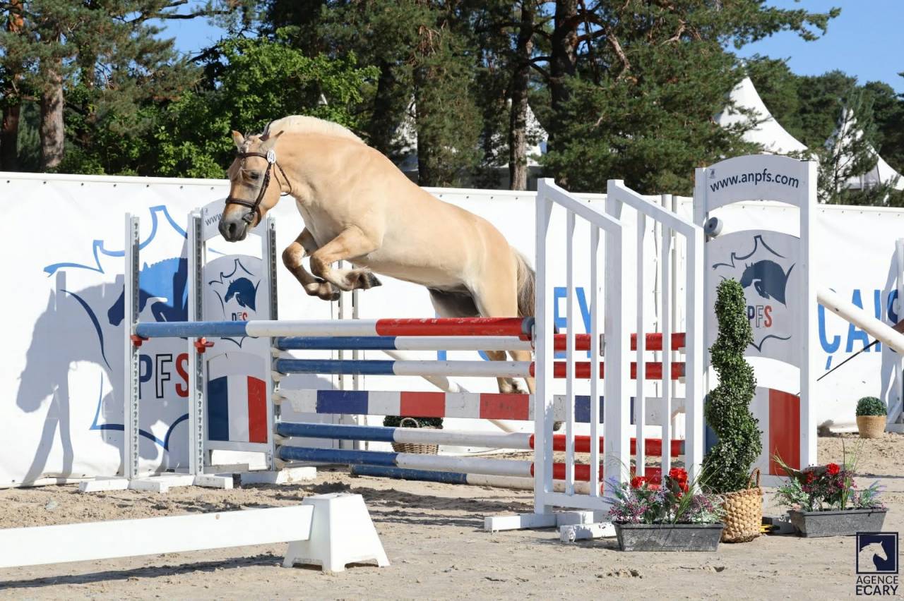Hongre - Fjord - 4 ans - Polyvalent - France