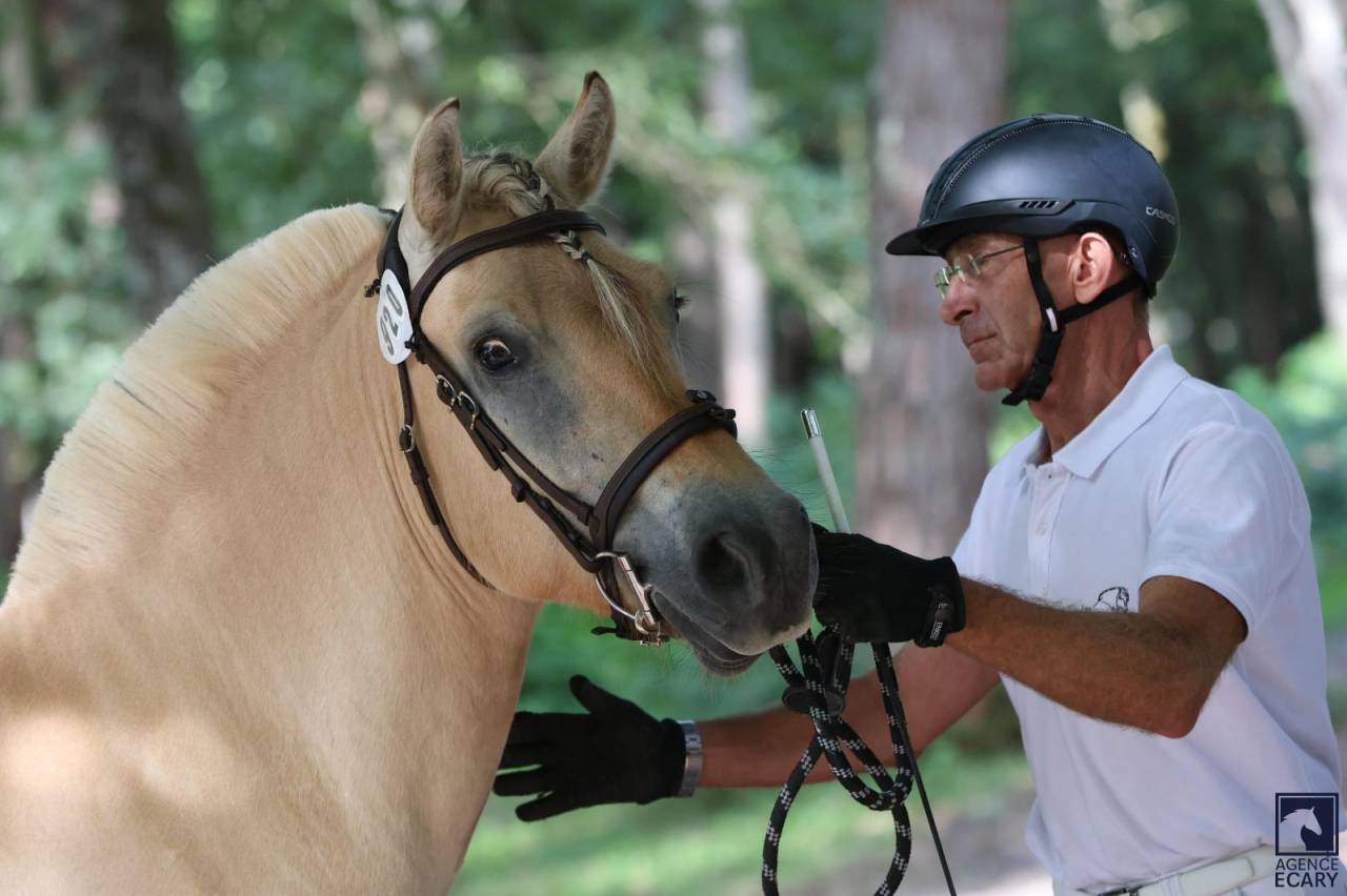 Hongre - Fjord - 4 ans - Polyvalent - France