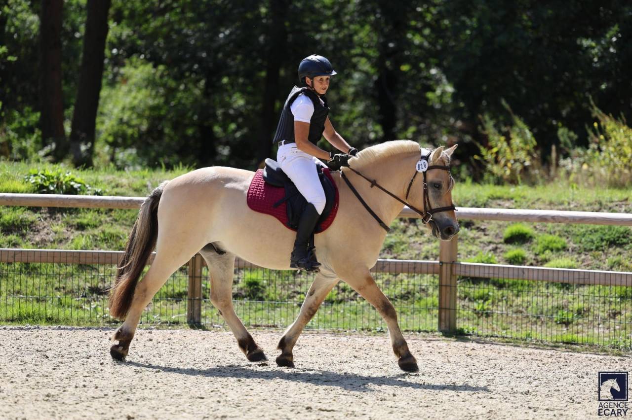 Hongre - Fjord - 4 ans - Polyvalent - France