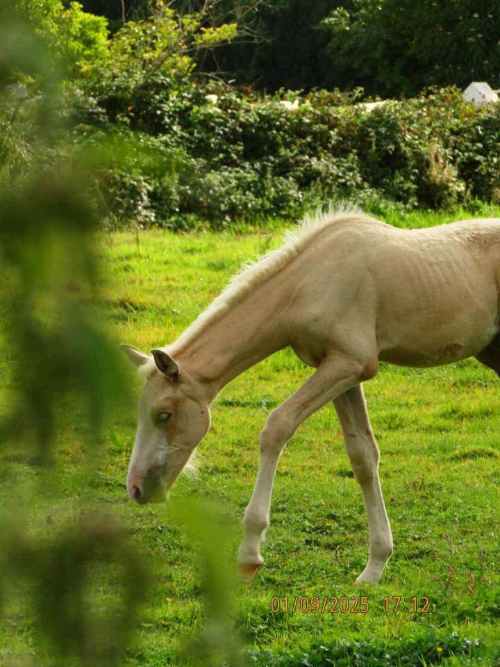 ? Pouliche palomino yeux bleus &ndash; futur cheval de sport
