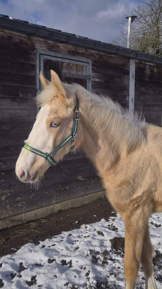 ? Pouliche palomino yeux bleus &ndash; futur cheval de sport