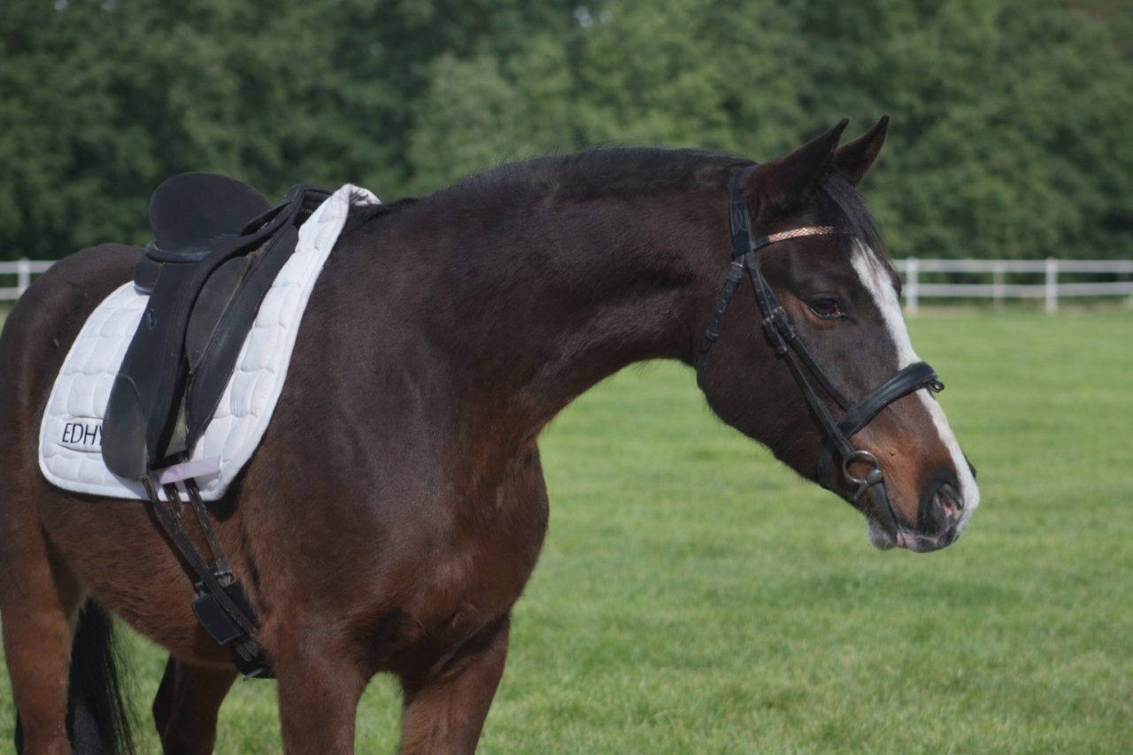 Hongre - PFS - 4 ans - Dressage / CSO - France