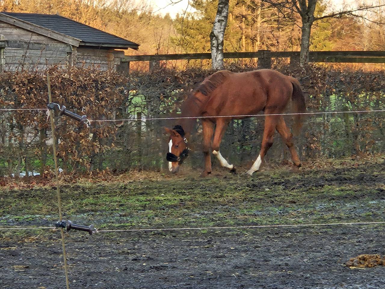 Superbe poulain BWP de dressage