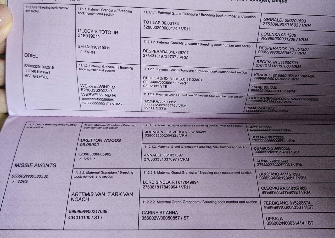 Superbe poulain BWP de dressage