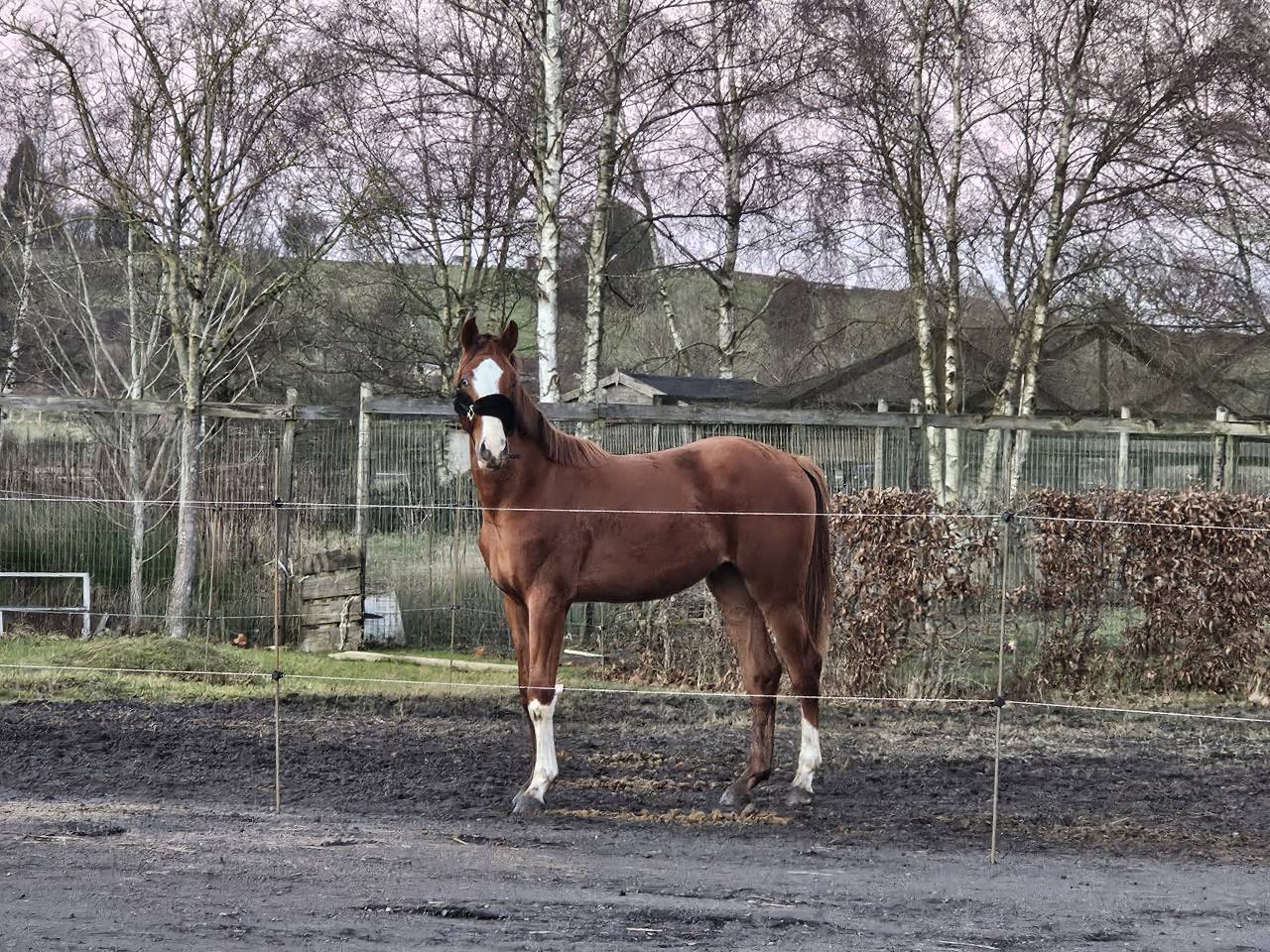 Superbe poulain BWP de dressage