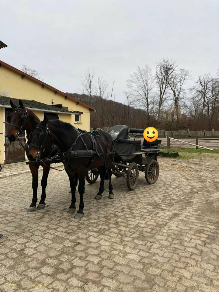 Paire de chevaux d'attelage