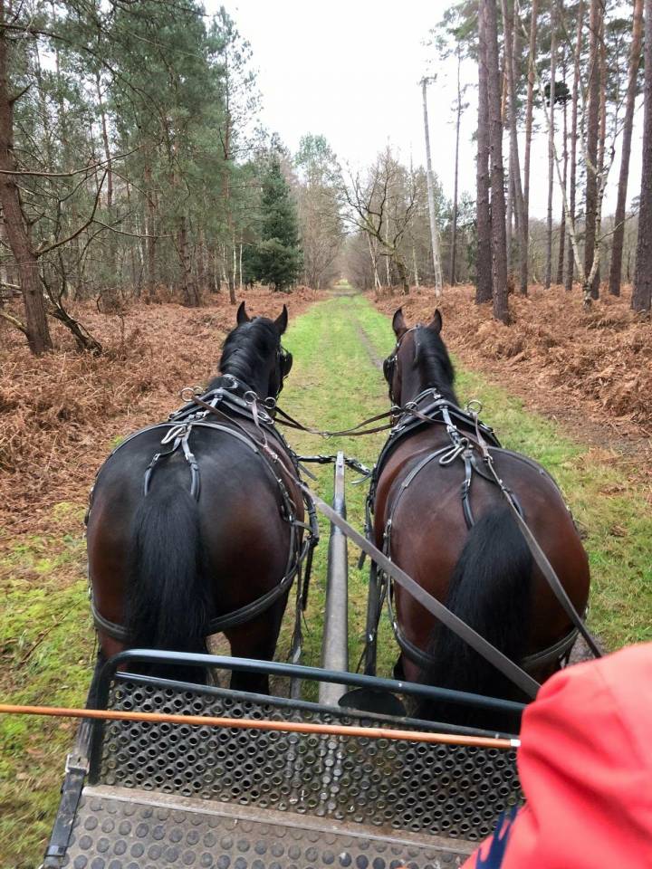 Paire de chevaux d'attelage