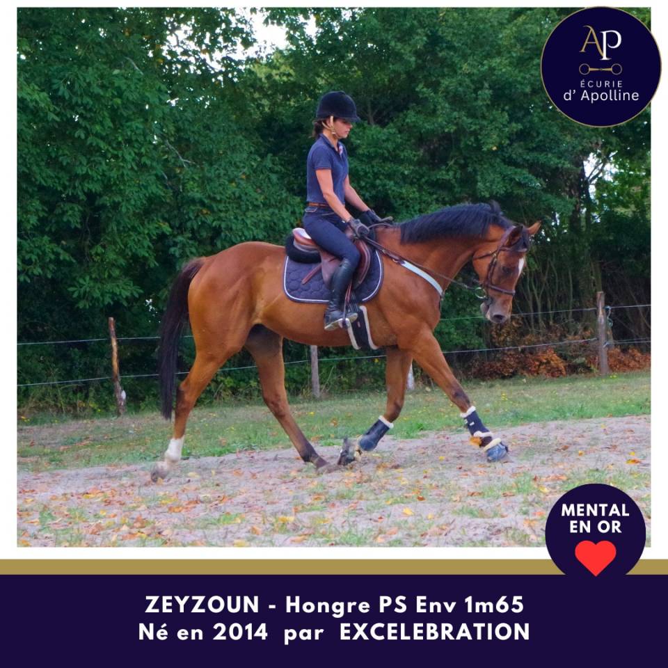 Gentil cheval, sympa en ext&eacute;rieur