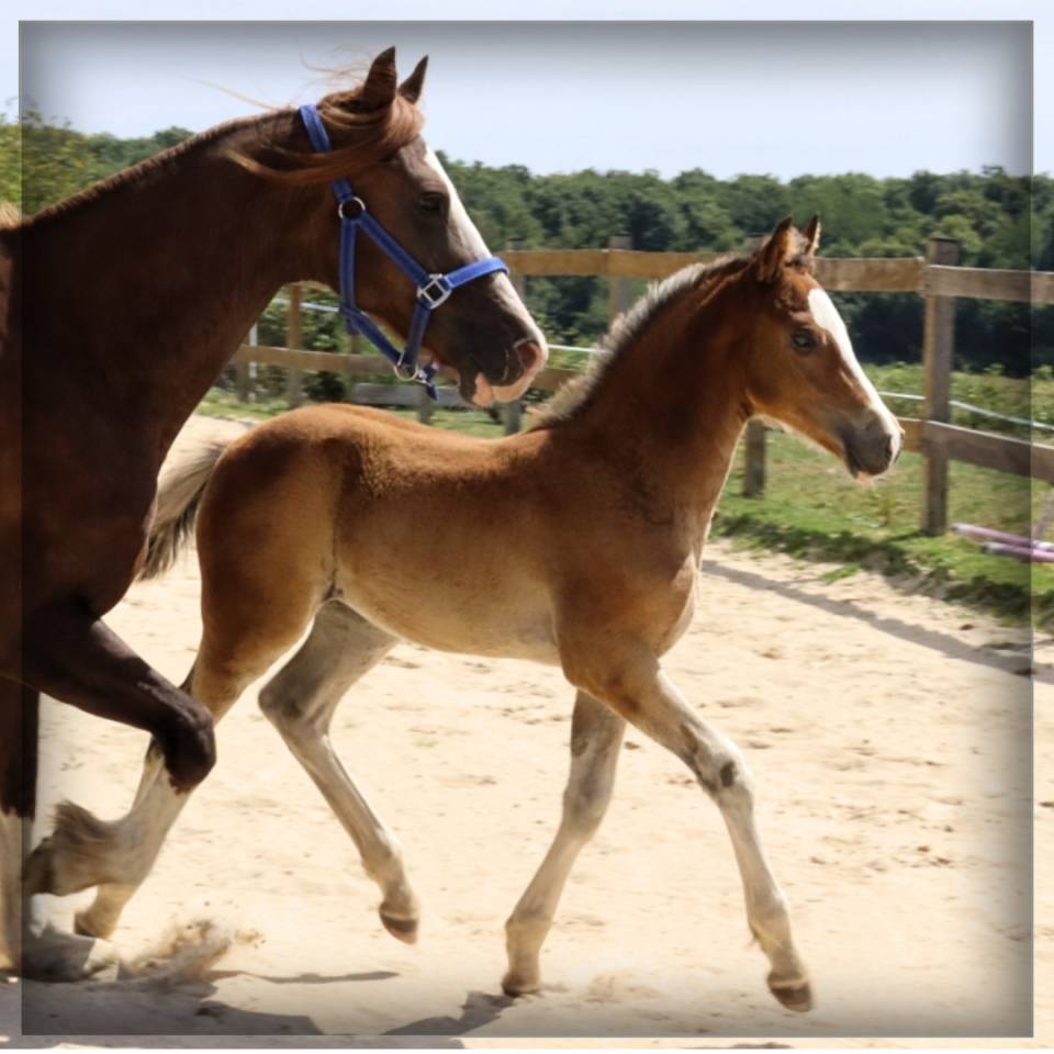 M&acirc;le Welsh cob 2025