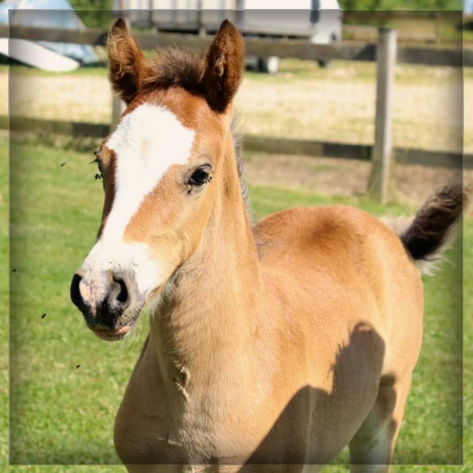 M&acirc;le Welsh cob 2025