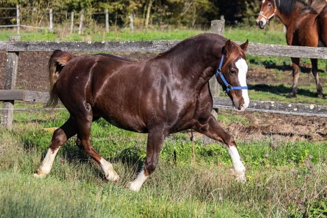 M&acirc;le Welsh cob 2025