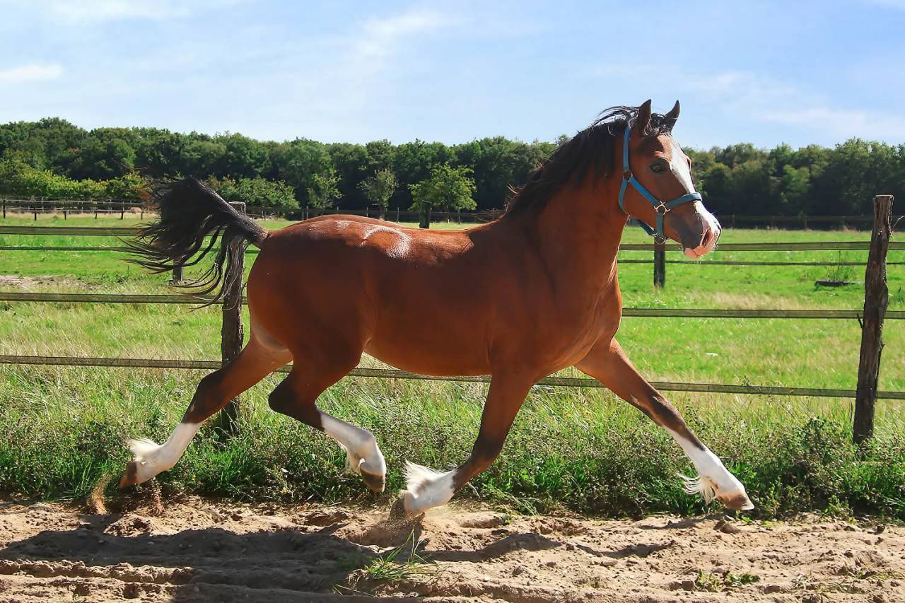M&acirc;le Welsh cob 2025