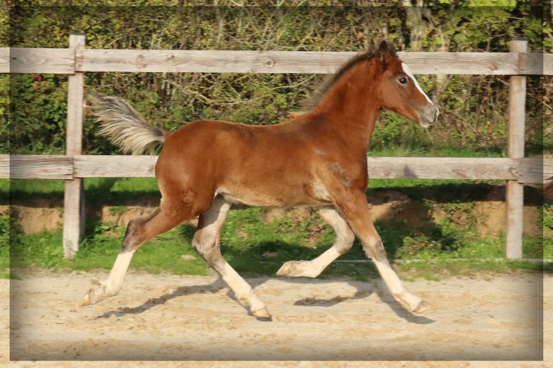 M&acirc;le Welsh cob 2025