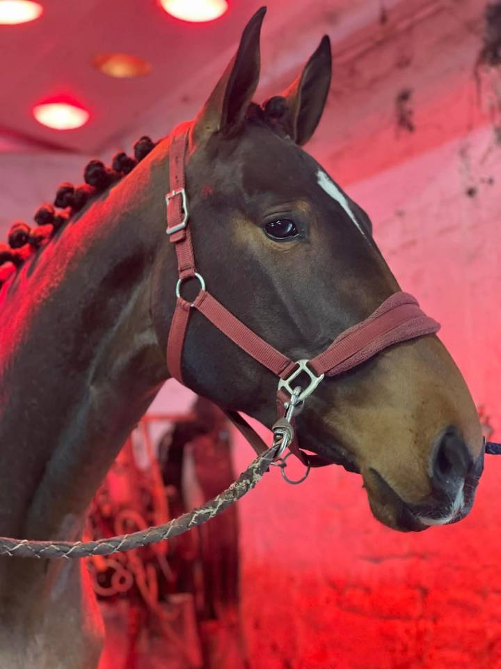 Hongre 3ans pour cso