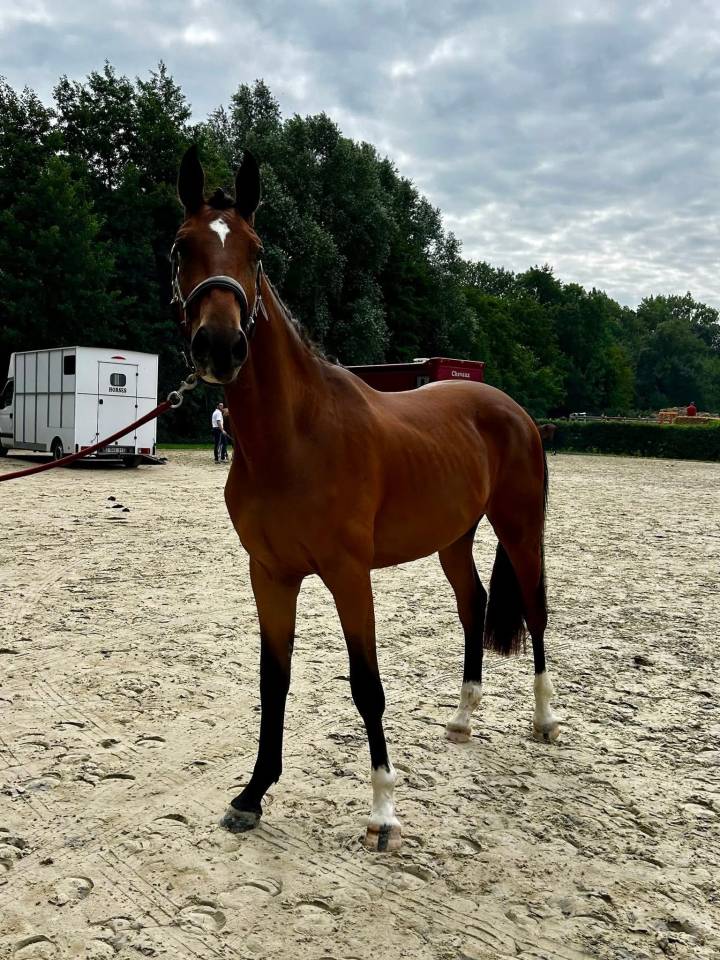 Hongre 3ans pour cso