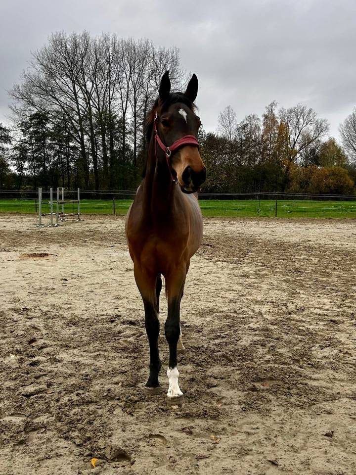 Hongre 3ans pour cso