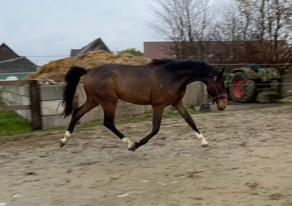 Hongre 3ans pour cso