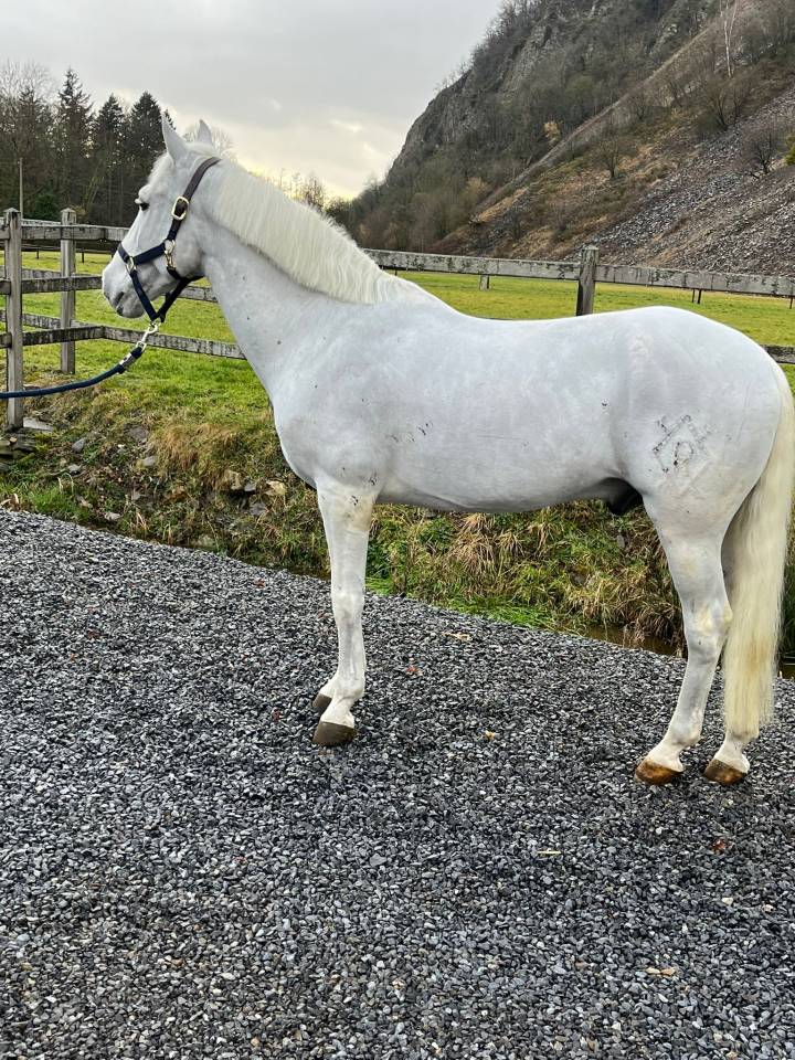 Poney &agrave; vendre 