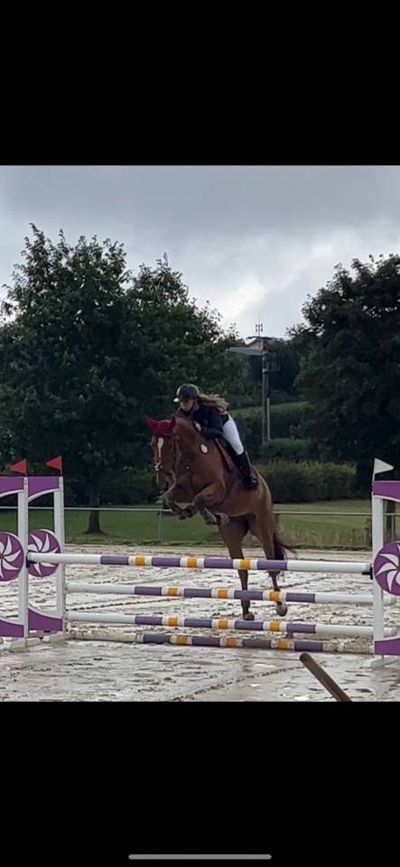 Poulini&egrave;re Zangersheide  ,8y 