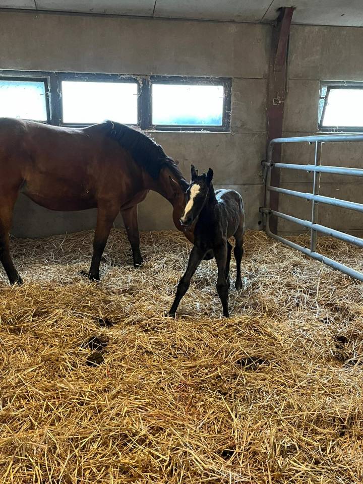 Poulini&egrave;re Zangersheide  ,8y 