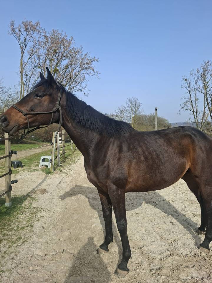 Jument poulini&egrave;re &agrave; vendre 