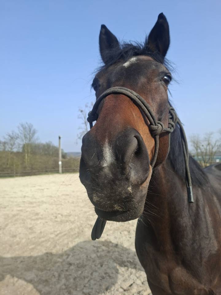 Jument poulini&egrave;re &agrave; vendre 