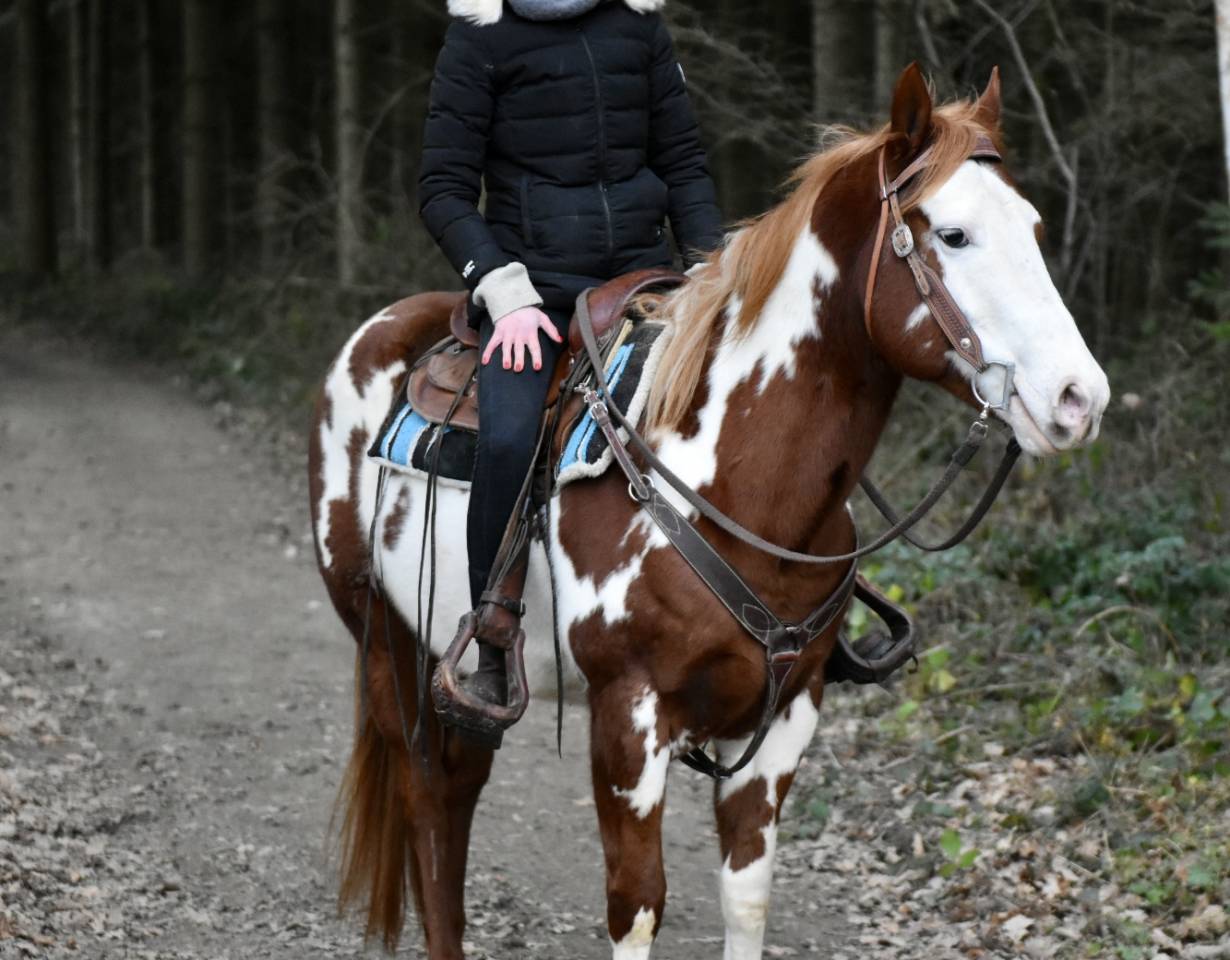 MAGNIFIQUE &Eacute;TALON PAINT HORSE 