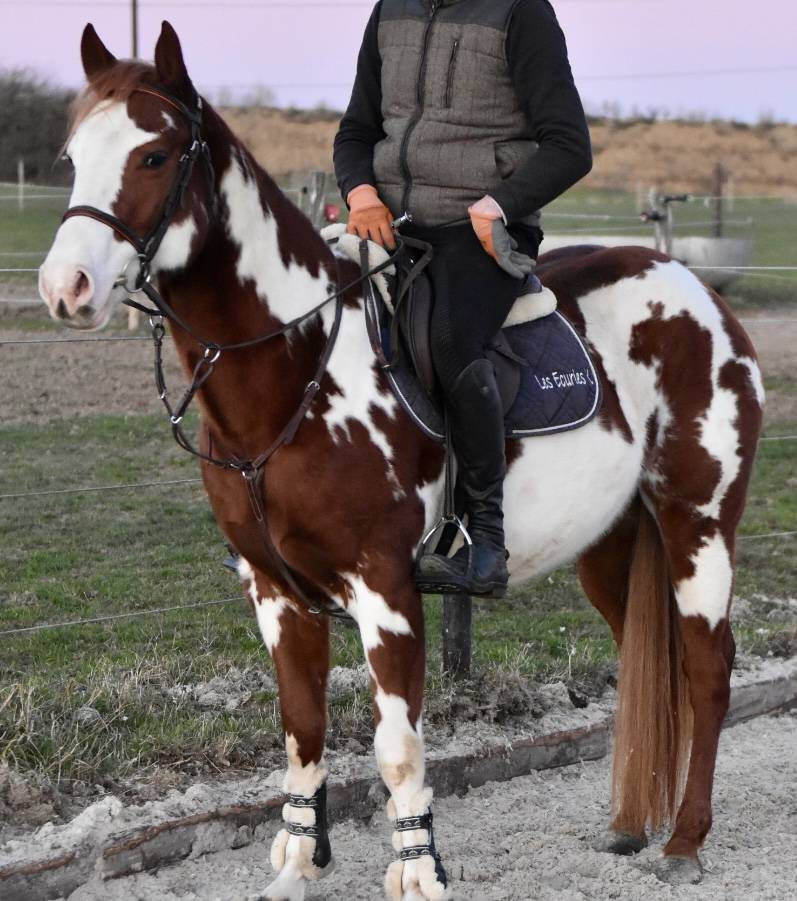 MAGNIFIQUE &Eacute;TALON PAINT HORSE 