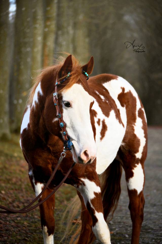 MAGNIFIQUE &Eacute;TALON PAINT HORSE 
