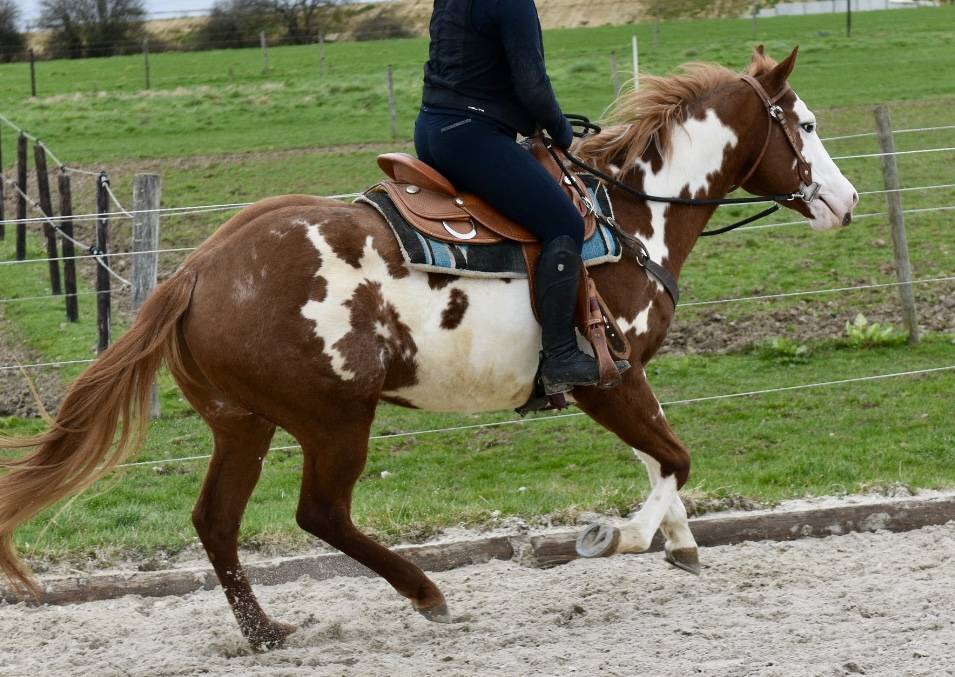 MAGNIFIQUE &Eacute;TALON PAINT HORSE 