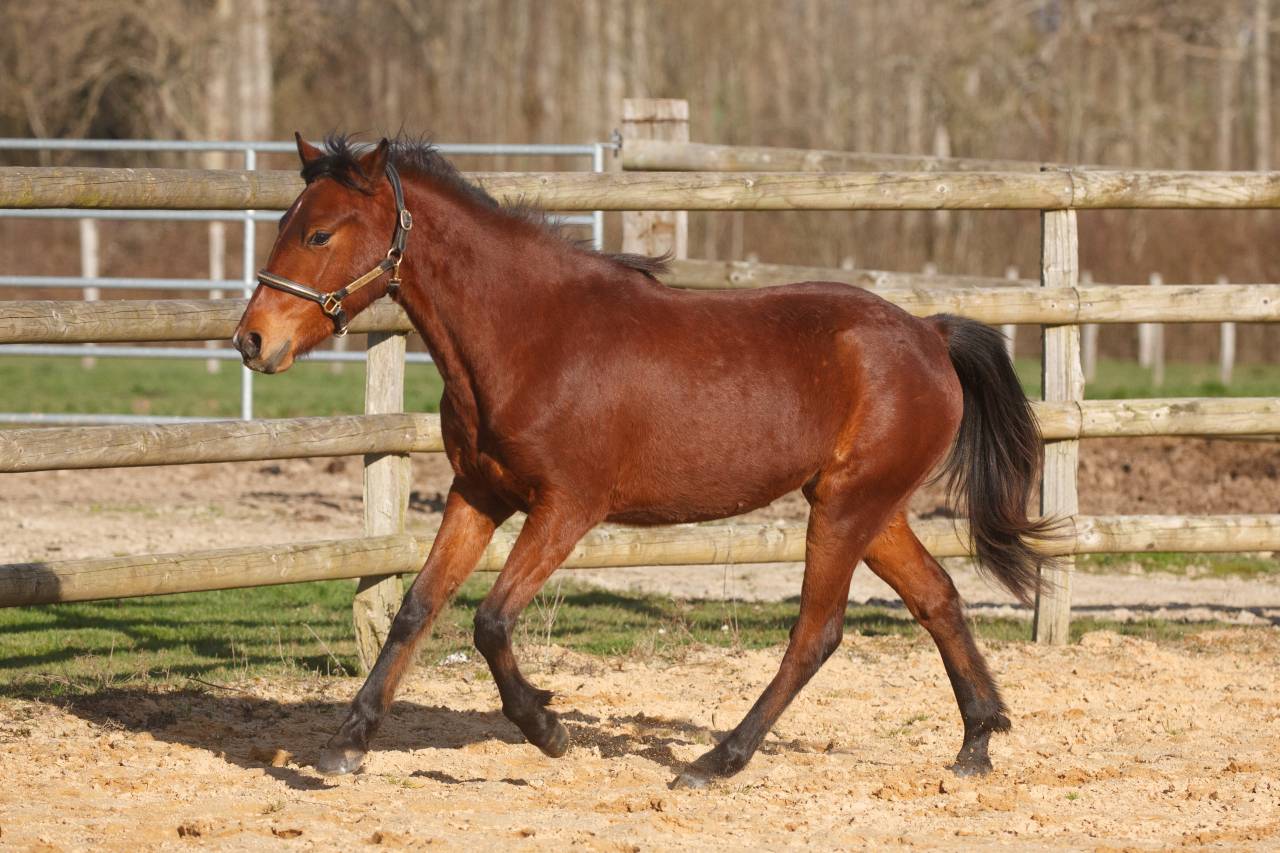 Belle ponette New forest 2 ans taille D