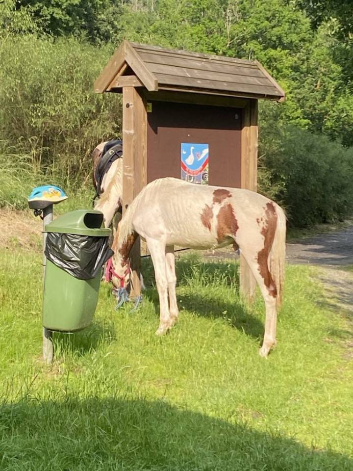 Magnifique Poulain hongre pie hongre Paint Horse/KWPN 