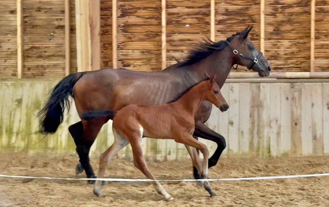 Pouliche - Selle Fran&ccedil;ais - 2025 - Dressage - France