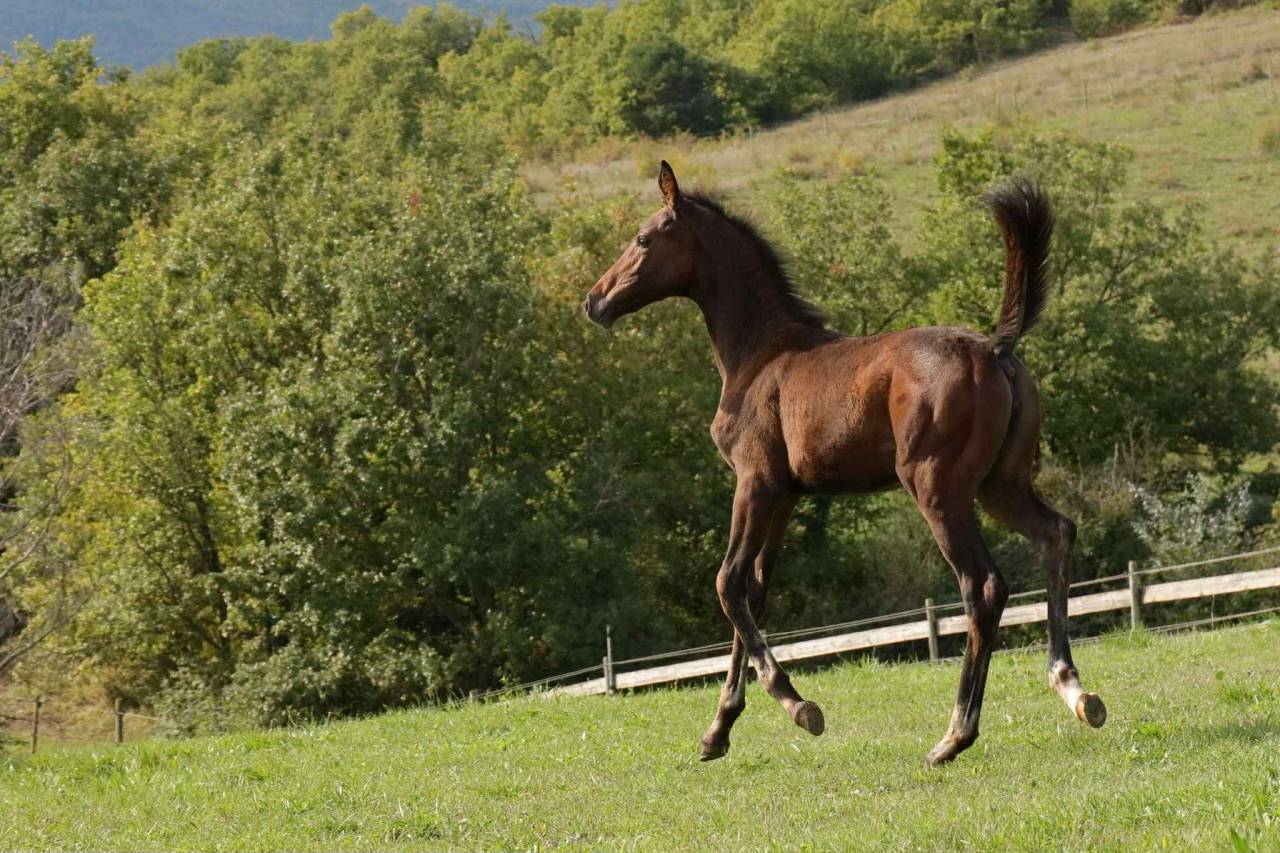 Pouliche - Selle Fran&ccedil;ais - 2025 - Dressage - France