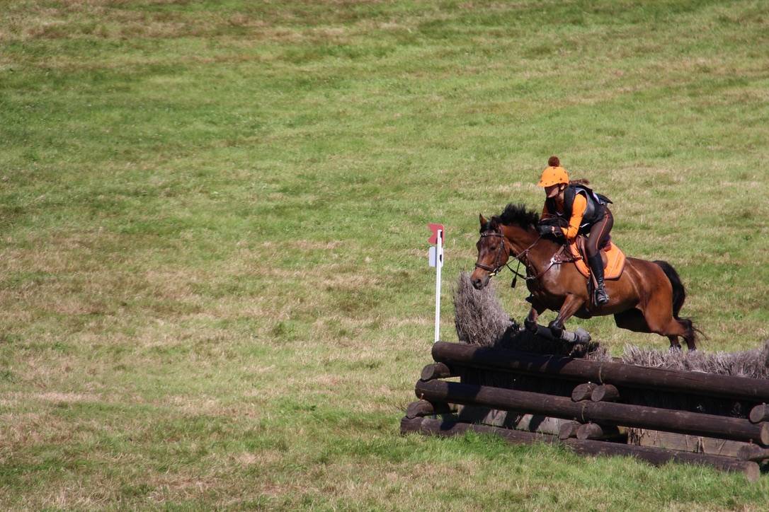 Poney de sport &agrave; vendre