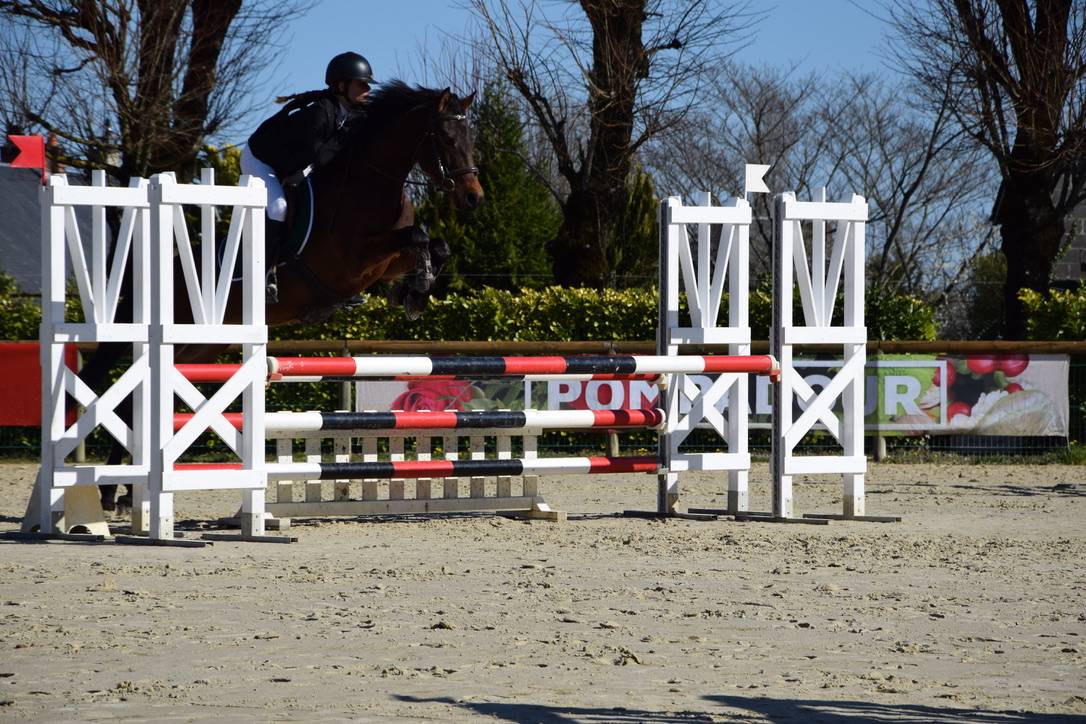 Poney de sport &agrave; vendre