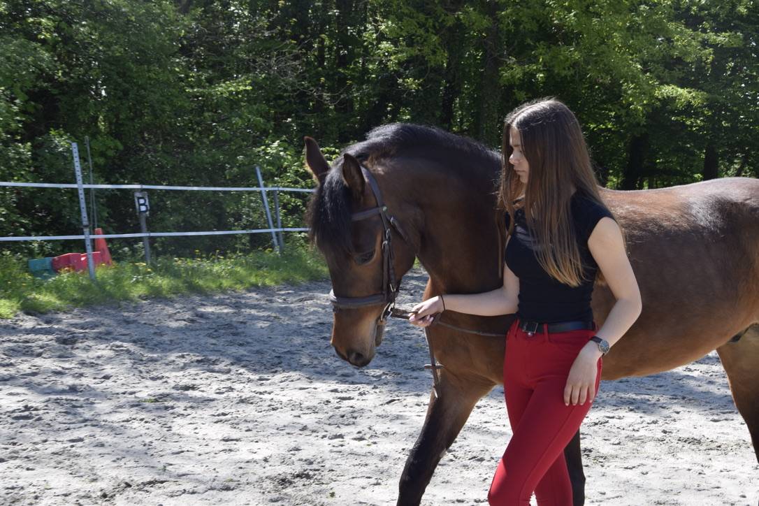 Poney de sport &agrave; vendre