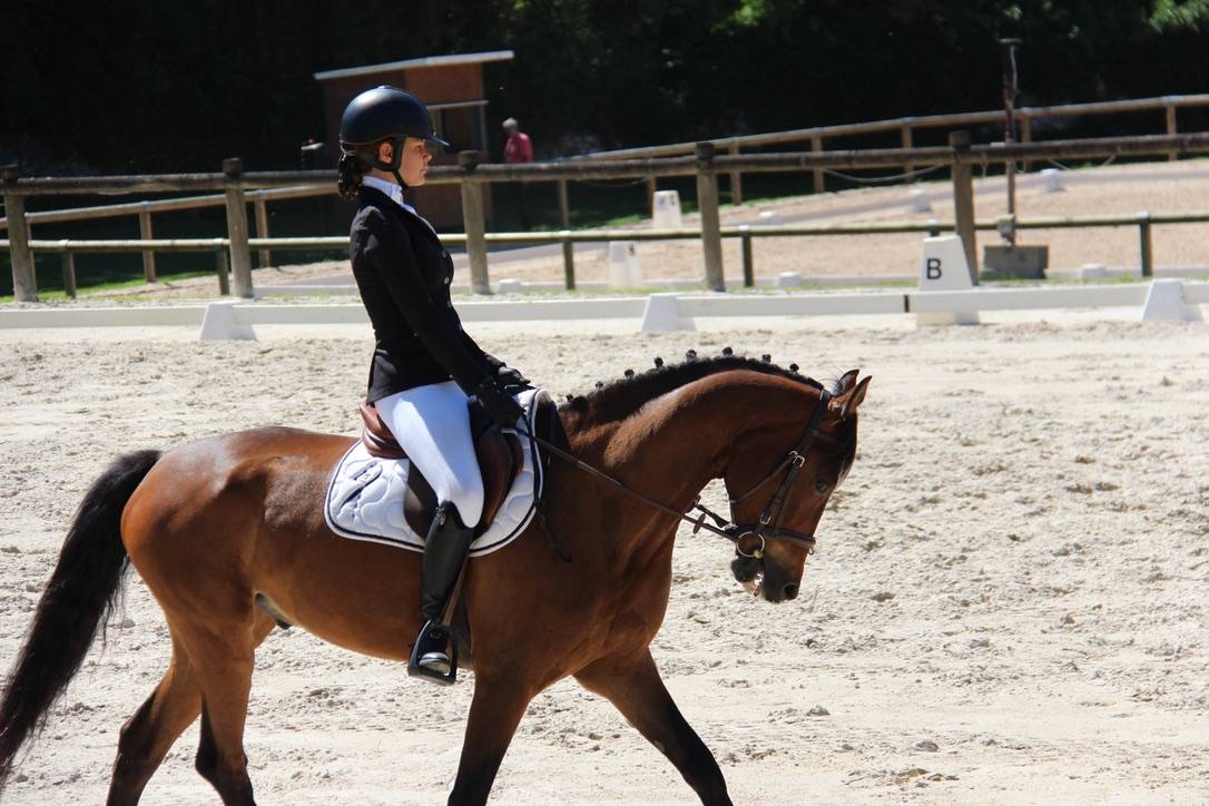 Poney de sport &agrave; vendre