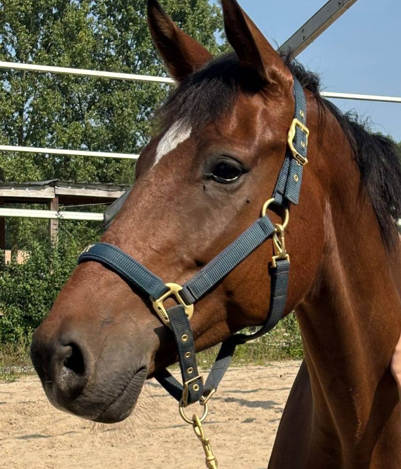 Hongre AES Anglo European Studbook A vendre 2019 Bai