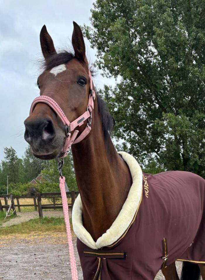 Hongre AES Anglo European Studbook A vendre 2019 Bai