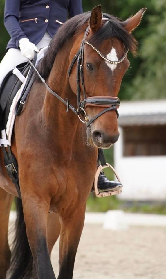 Hongre AES Anglo European Studbook A vendre 2019 Bai