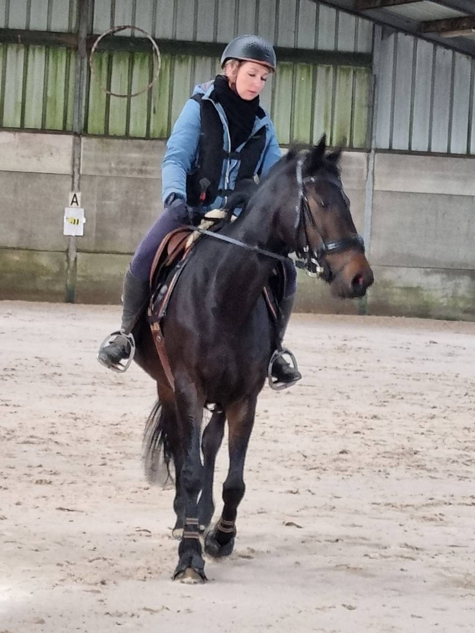 Jument sport/loisirs ou reproduction