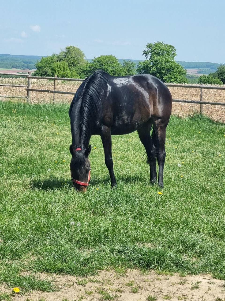 Jument sport/loisirs ou reproduction