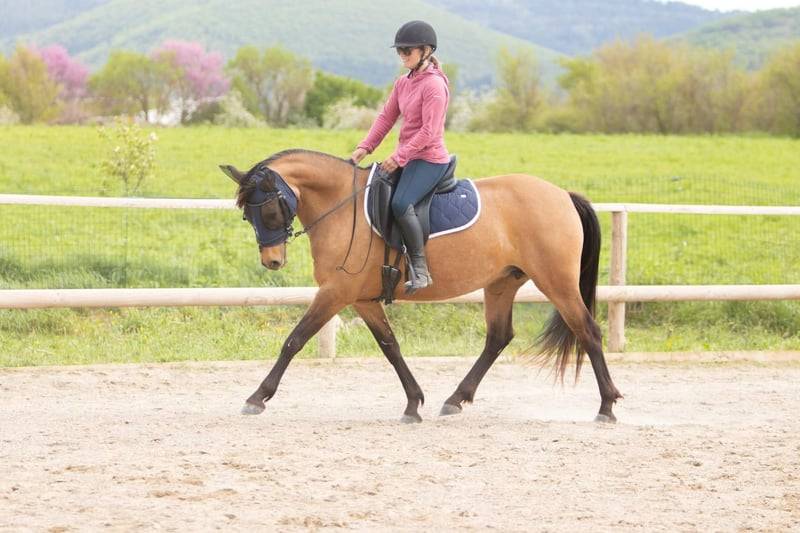 Ponette - 8 ans - par Champion Supr&ecirc;me d'&eacute;t&eacute;- Dressage 
