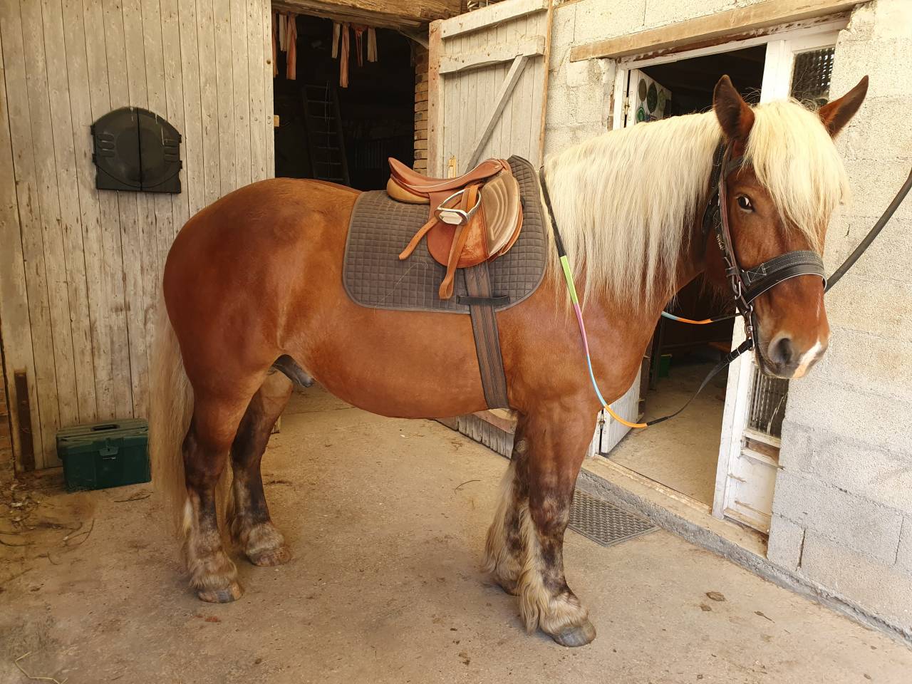 Cheval Comtois mont&eacute; 