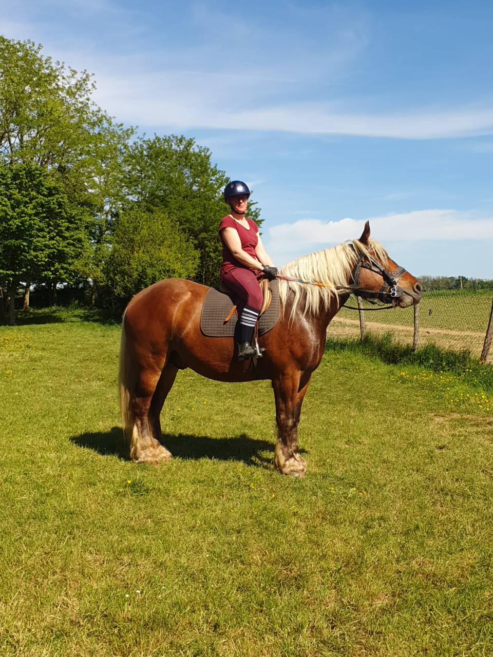 Cheval Comtois mont&eacute; 