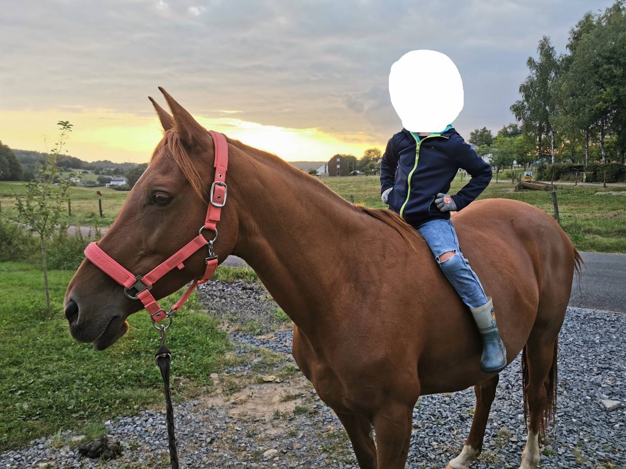 Jument anglo-arabe 11 ans