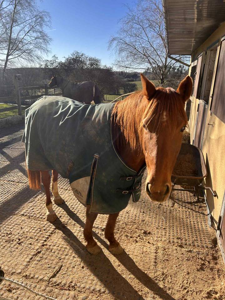 Jument anglo-arabe 11 ans