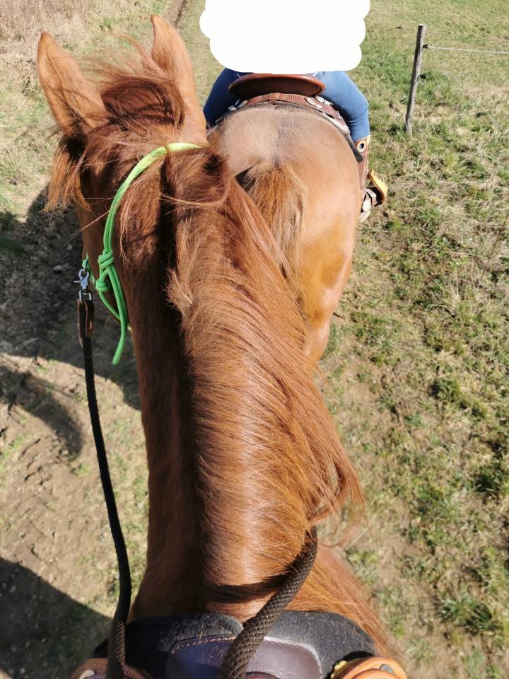 Jument anglo-arabe 11 ans