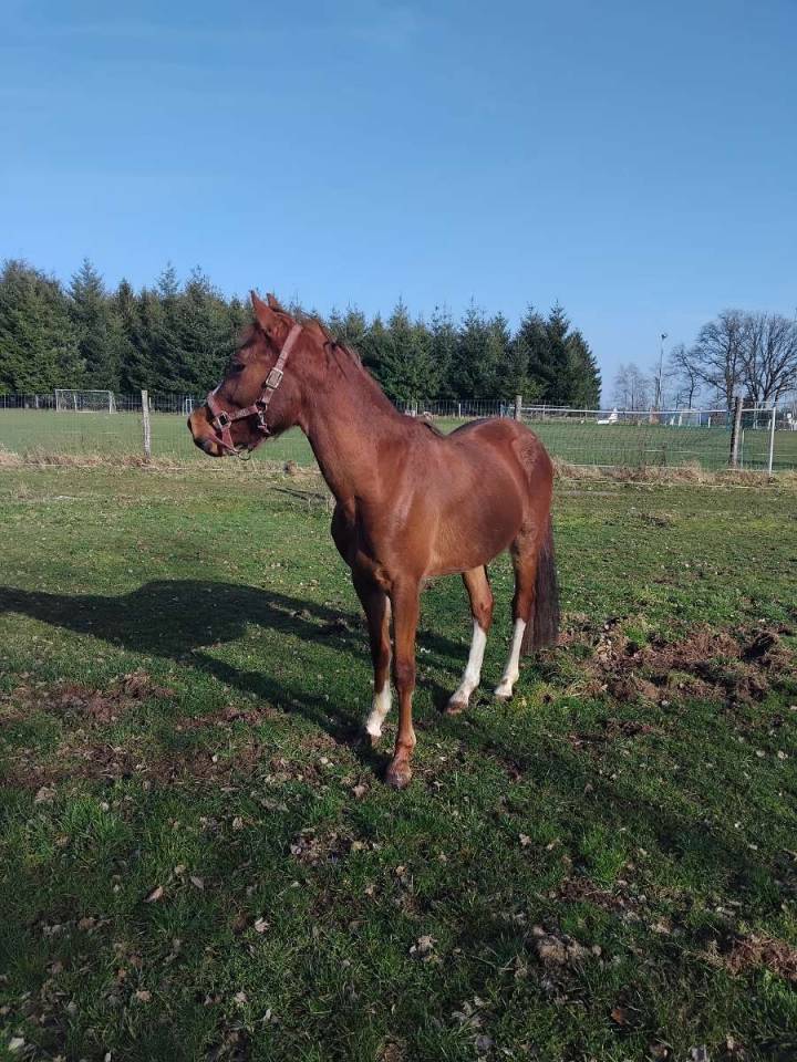 Entier sbs plein papier 